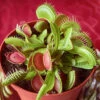 Venus Fly Trap 1 Venus Fly Trap -OWL Plant Shop 800155