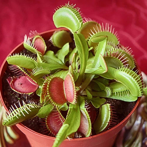 Venus Fly Trap 3 Venus Fly Trap