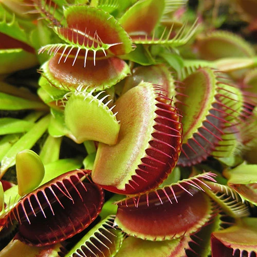 Venus Fly Trap 5 Venus Fly Trap - Image 3