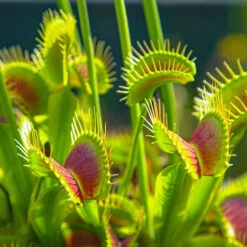 Venus Fly Trap 11 Venus Fly Trap -OWL Plant Shop 800155 3