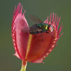 Venus Fly Trap 12 Venus Fly Trap -OWL Plant Shop 800155 4