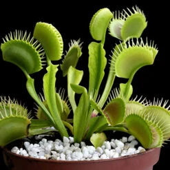 Venus Fly Trap 13 Venus Fly Trap -OWL Plant Shop 800155 5