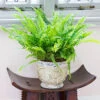 Nephrolepis Exaltata 'Green Moment' - Boston Fern 2 Nephrolepis Exaltata 'Green Moment' - Boston Fern -OWL Plant Shop 800168