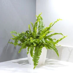 Nephrolepis Exaltata 'Green Moment' - Boston Fern 5 Nephrolepis Exaltata 'Green Moment' - Boston Fern -OWL Plant Shop 800168 1
