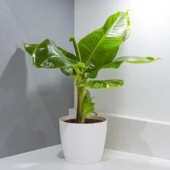 Musa Tropicana (Banana) 5 Musa Tropicana (Banana) -OWL Plant Shop 800175 1