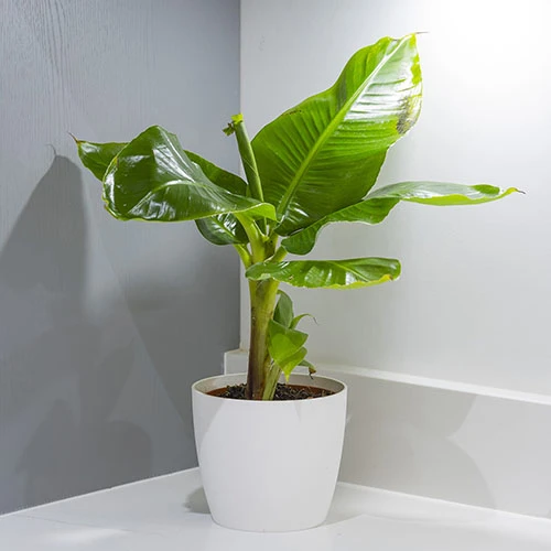 Musa Tropicana (Banana) 4 Musa Tropicana (Banana) - Image 2