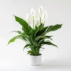 Peace Lily Spathiphyllum 'Sweet Silver' 2 Peace Lily Spathiphyllum 'Sweet Silver' -OWL Plant Shop 800179
