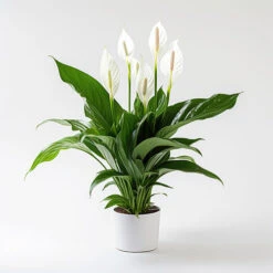Peace Lily Spathiphyllum 'Sweet Silver'