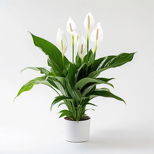 Peace Lily Spathiphyllum 'Sweet Silver' 3 Peace Lily Spathiphyllum 'Sweet Silver'