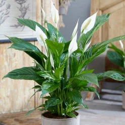 Peace Lily Spathiphyllum 'Sweet Silver' 5 Peace Lily Spathiphyllum 'Sweet Silver' -OWL Plant Shop 800179 1