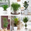 Houseplant Mix 6 Plants 2 Houseplant Mix 6 Plants -OWL Plant Shop 800197