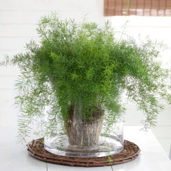 Houseplant Mix 6 Plants -OWL Plant Shop 800197 2