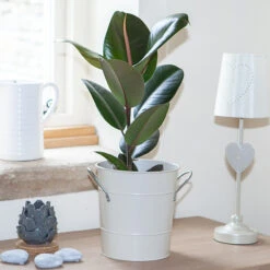 Houseplant Mix 6 Plants -OWL Plant Shop 800197 3