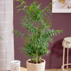 Houseplant Mix 6 Plants -OWL Plant Shop 800197 4