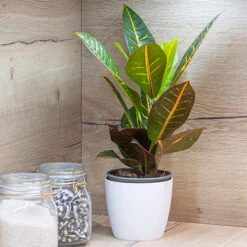 Houseplant Mix 6 Plants -OWL Plant Shop 800197 5