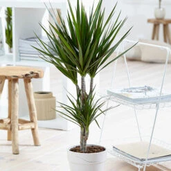 Houseplant Mix 6 Plants -OWL Plant Shop 800197 6