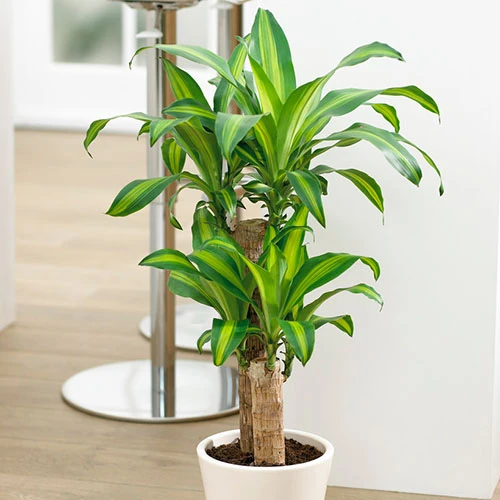 Dragon Tree Dracaena Fragrans 'Yellow Coast' 3 Dragon Tree Dracaena Fragrans 'Yellow Coast'