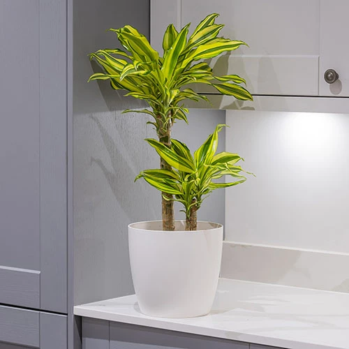 Dragon Tree Dracaena Fragrans 'Yellow Coast' 4 Dragon Tree Dracaena Fragrans 'Yellow Coast' - Image 2