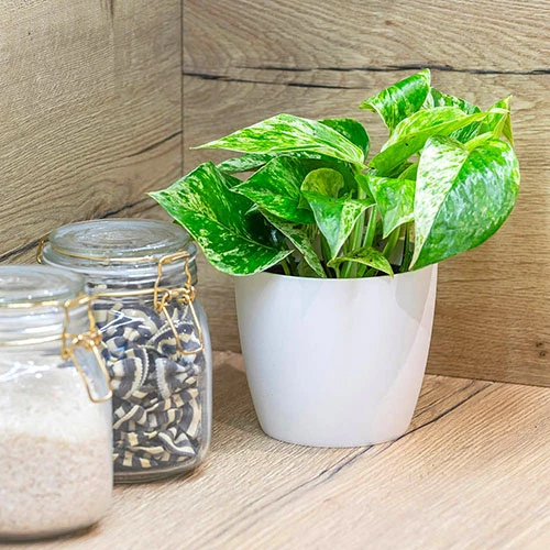 Epipremnum Pinnatum 'Marble Queen' 4 Epipremnum Pinnatum 'Marble Queen' - Image 2