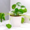 Chinese Money Plant 2 Chinese Money Plant -OWL Plant Shop 800263