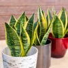 Sansevieria Trifasciata Laurentii 'Snake Plant' 1 Sansevieria Trifasciata Laurentii 'Snake Plant' -OWL Plant Shop 800265