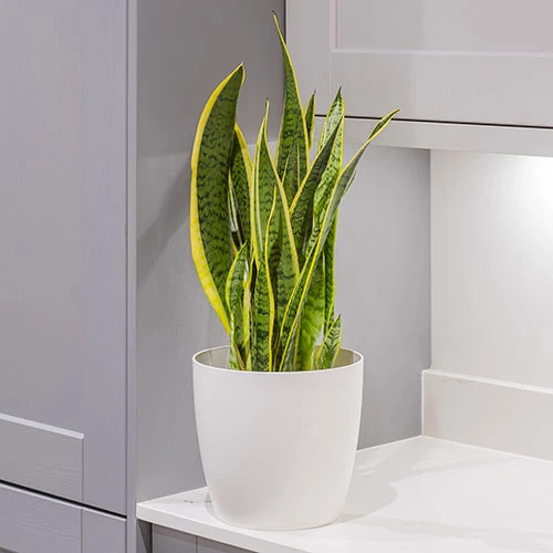 Sansevieria Trifasciata Laurentii 'Snake Plant' 4 Sansevieria Trifasciata Laurentii 'Snake Plant' - Image 2