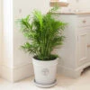 Areca Palm 2 Areca Palm -OWL Plant Shop 800301