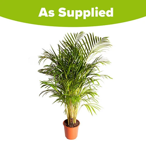 Areca Palm 5 Areca Palm - Image 3